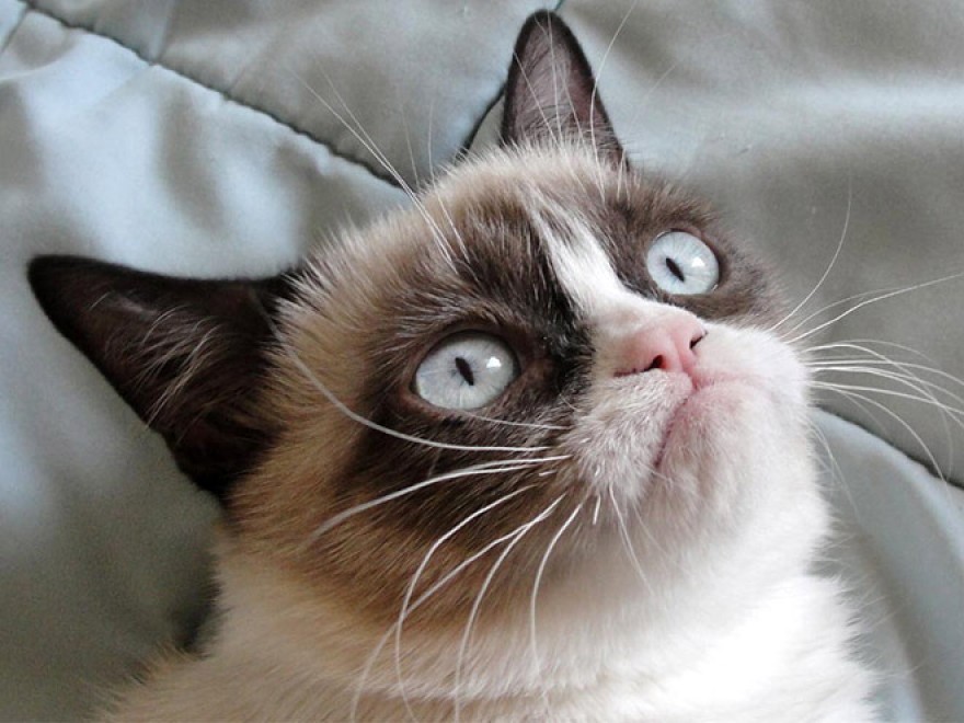 Espressione da gatto: la classifica delle pi&ugrave; buffe