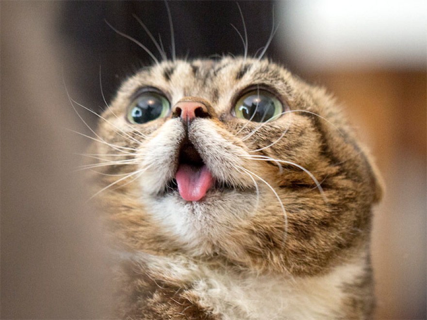Espressione da gatto: la classifica delle pi&ugrave; buffe