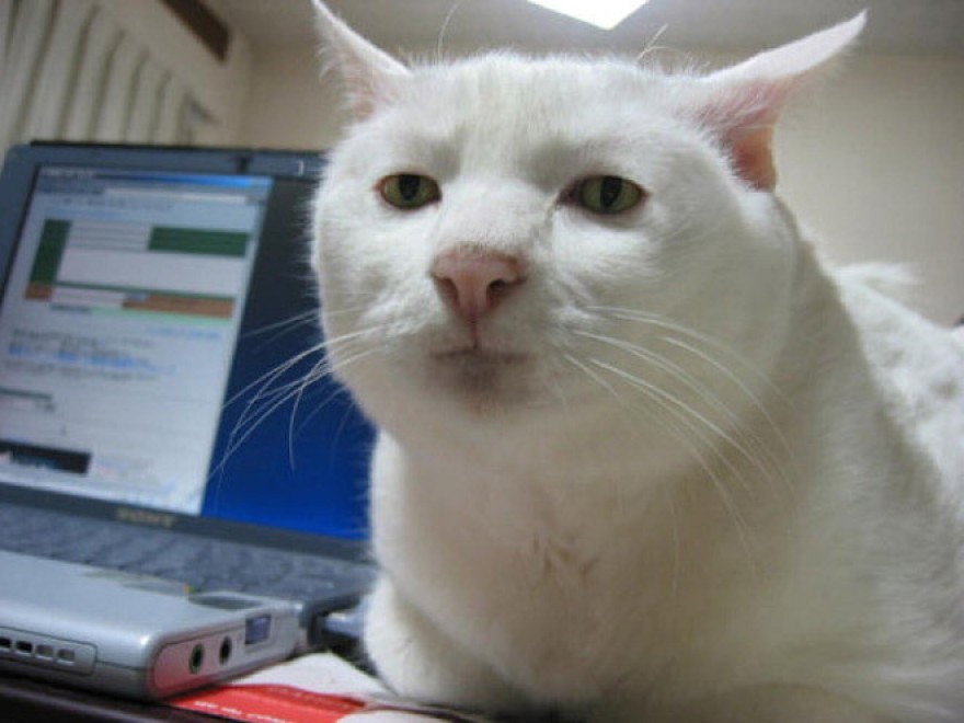Espressione da gatto: la classifica delle pi&ugrave; buffe