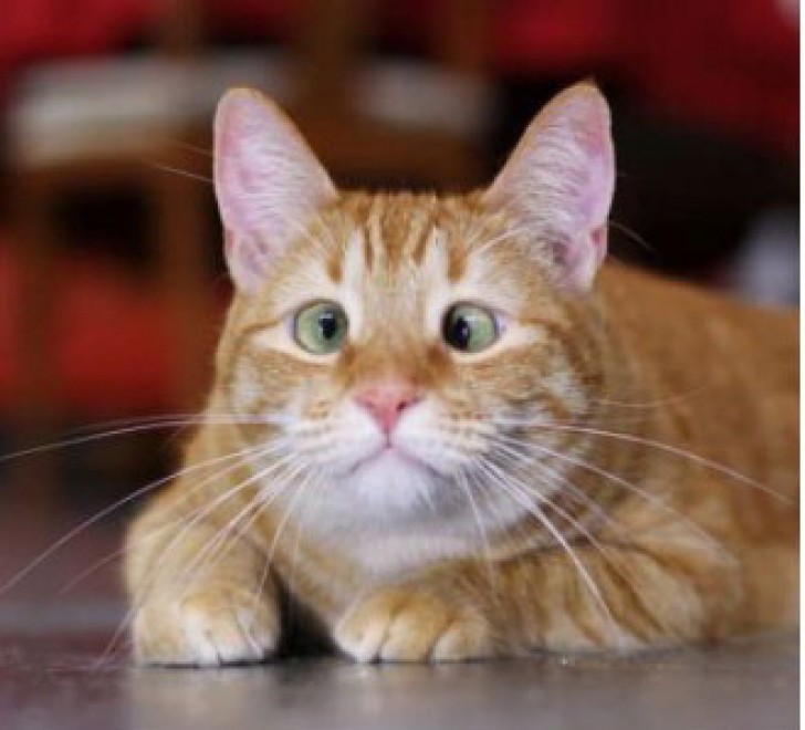 Espressione da gatto: la classifica delle pi&ugrave; buffe