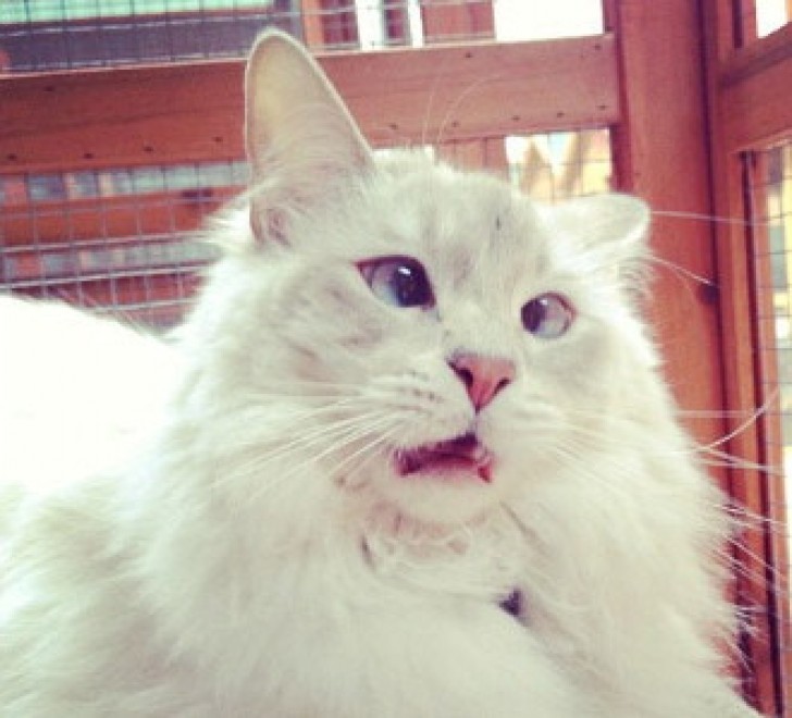 Espressione da gatto: la classifica delle pi&ugrave; buffe