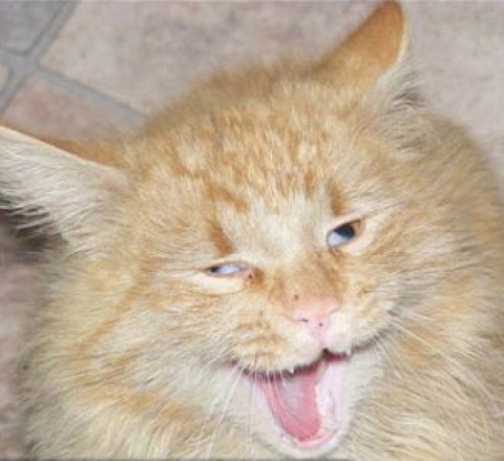 Espressione da gatto: la classifica delle pi&ugrave; buffe