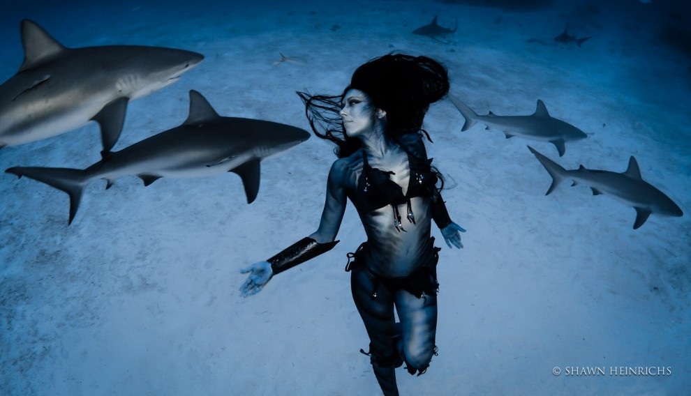 "Lacrime di una sirena", danza tra gli squali tigre: protesta contro il massacro