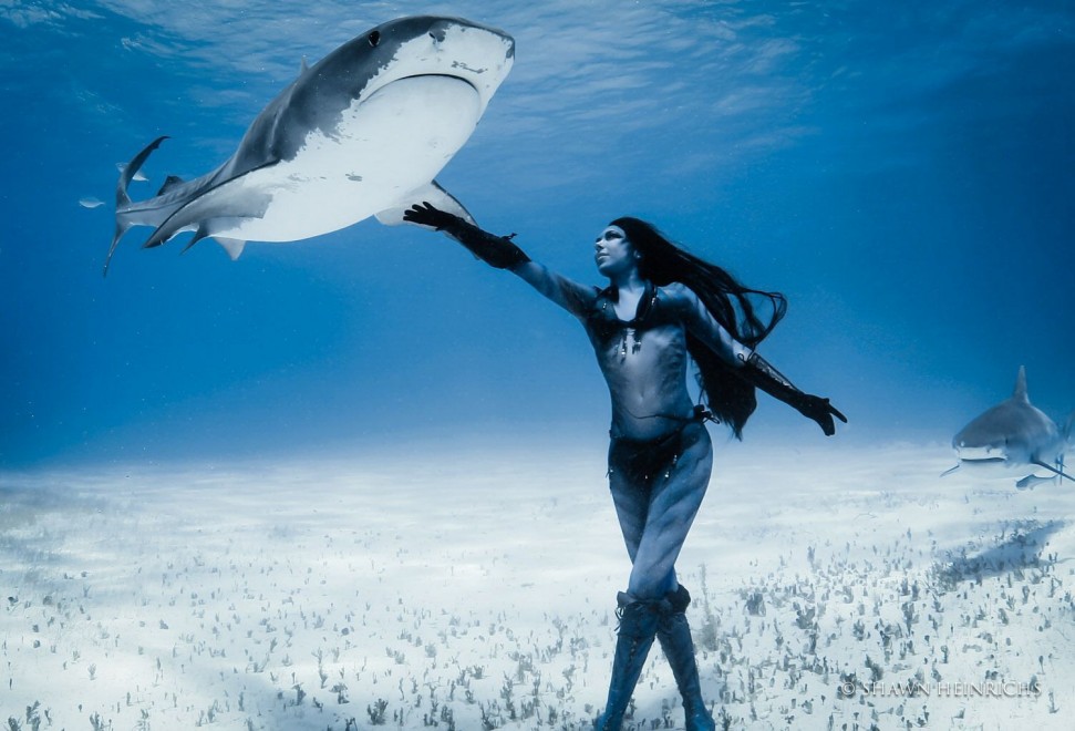 "Lacrime di una sirena", danza tra gli squali tigre: protesta contro il massacro