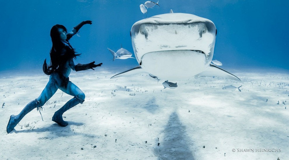 "Lacrime di una sirena", danza tra gli squali tigre: protesta contro il massacro