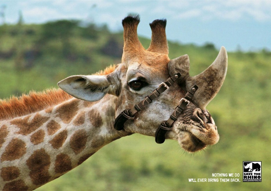 Pubblicit&agrave; in aiuto degli animali: una voce a chi non ce l'ha