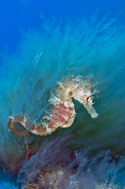 Foto selvagge, gli scatti migliori del Wildscreen festival
