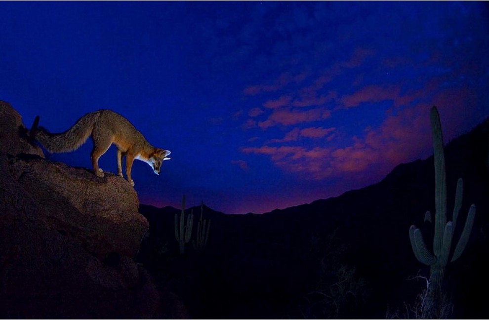 Foto selvagge, gli scatti migliori del Wildscreen festival