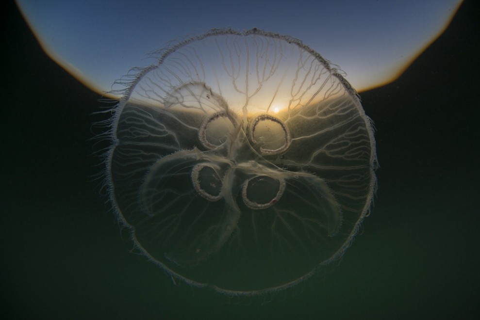 Foto selvagge, gli scatti migliori del Wildscreen festival
