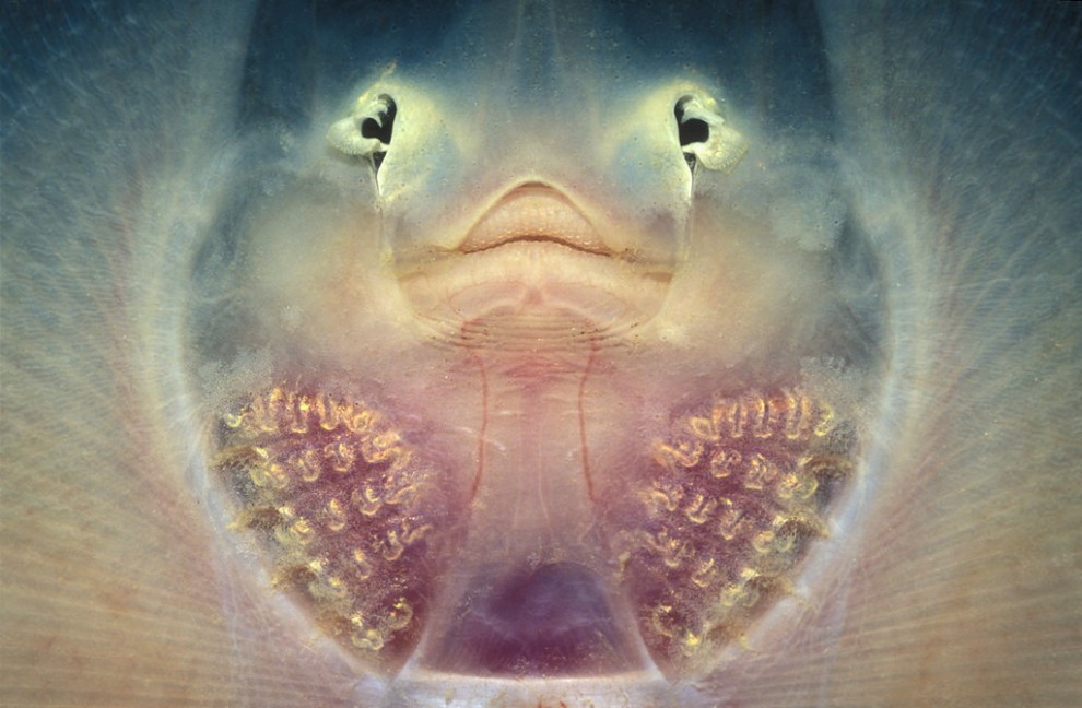 Foto selvagge, gli scatti migliori del Wildscreen festival