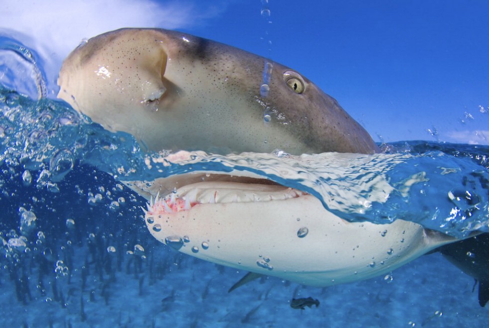 Foto selvagge, gli scatti migliori del Wildscreen festival