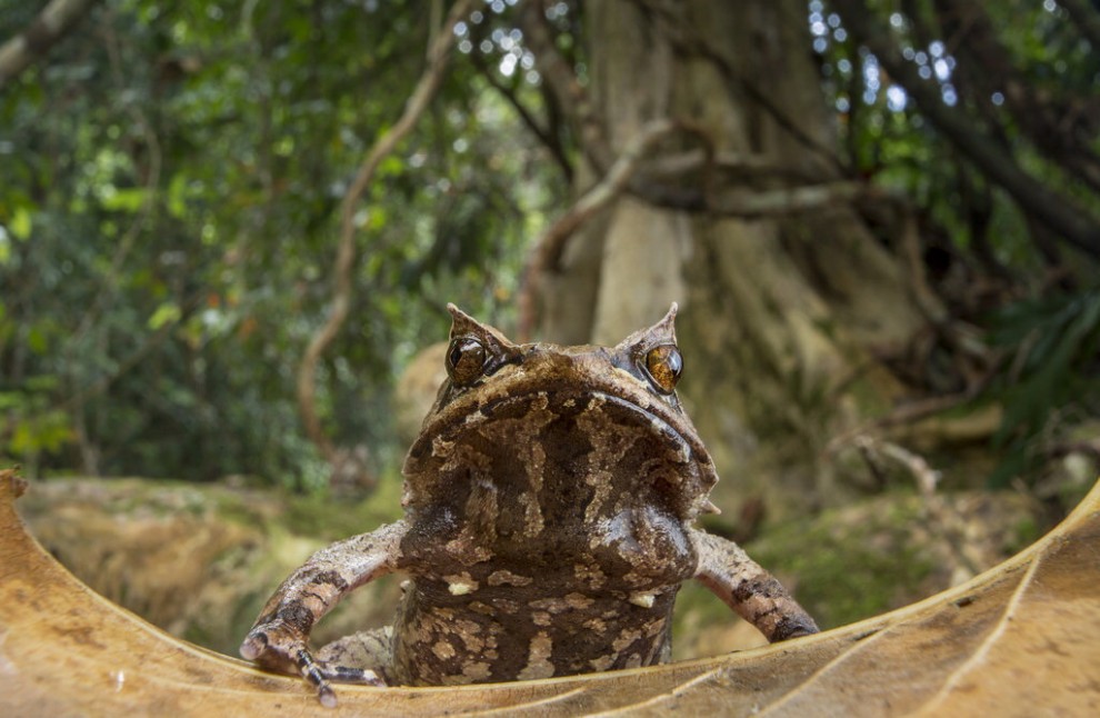 Foto selvagge, gli scatti migliori del Wildscreen festival