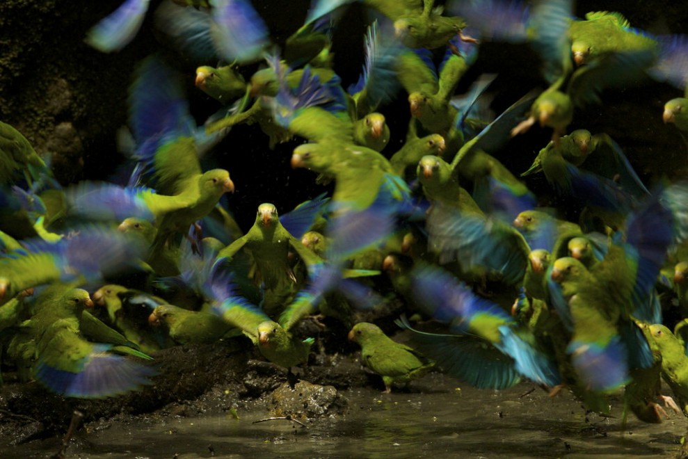 Foto selvagge, gli scatti migliori del Wildscreen festival