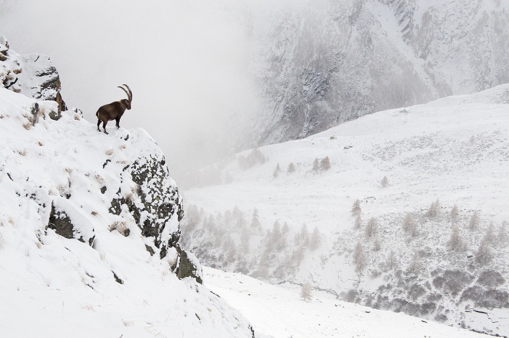 Foto selvagge, gli scatti migliori del Wildscreen festival