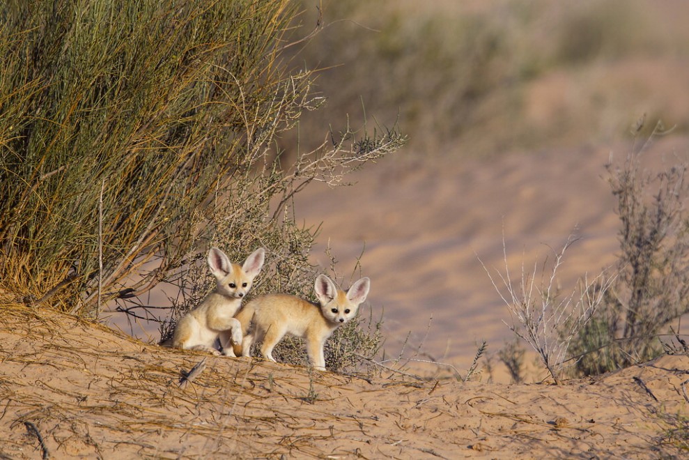 Foto selvagge, gli scatti migliori del Wildscreen festival