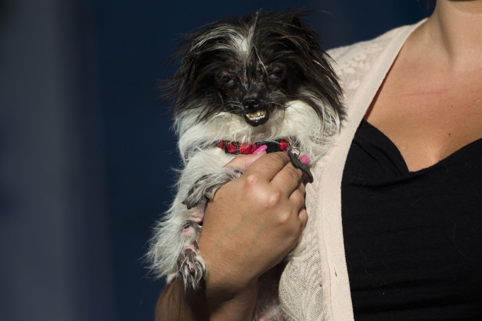 Ecco Peanut, &egrave; il cane pi&ugrave; brutto del mondo