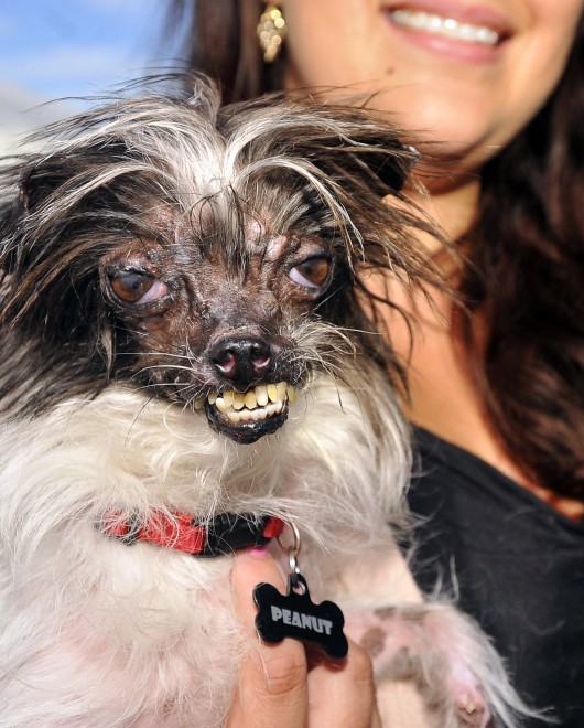 Ecco Peanut, &egrave; il cane pi&ugrave; brutto del mondo