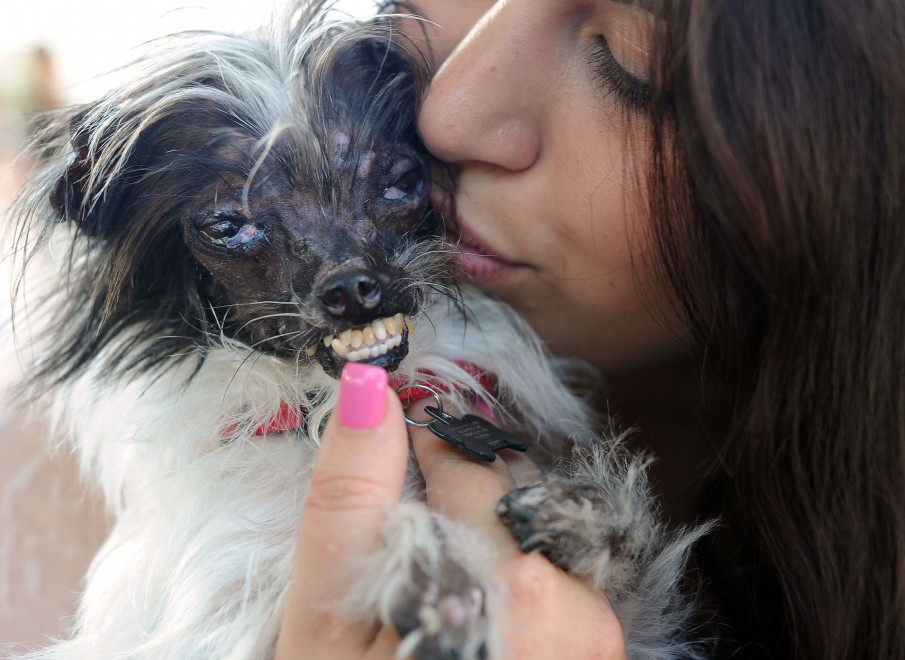 Ecco Peanut, &egrave; il cane pi&ugrave; brutto del mondo