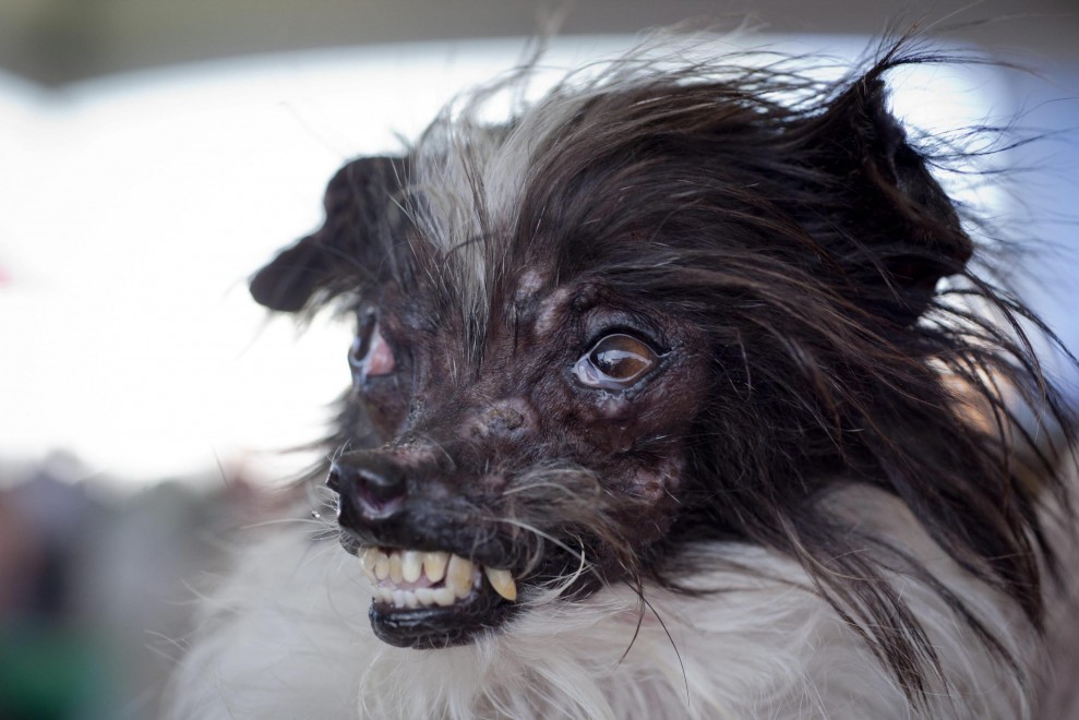 Ecco Peanut, &egrave; il cane pi&ugrave; brutto del mondo