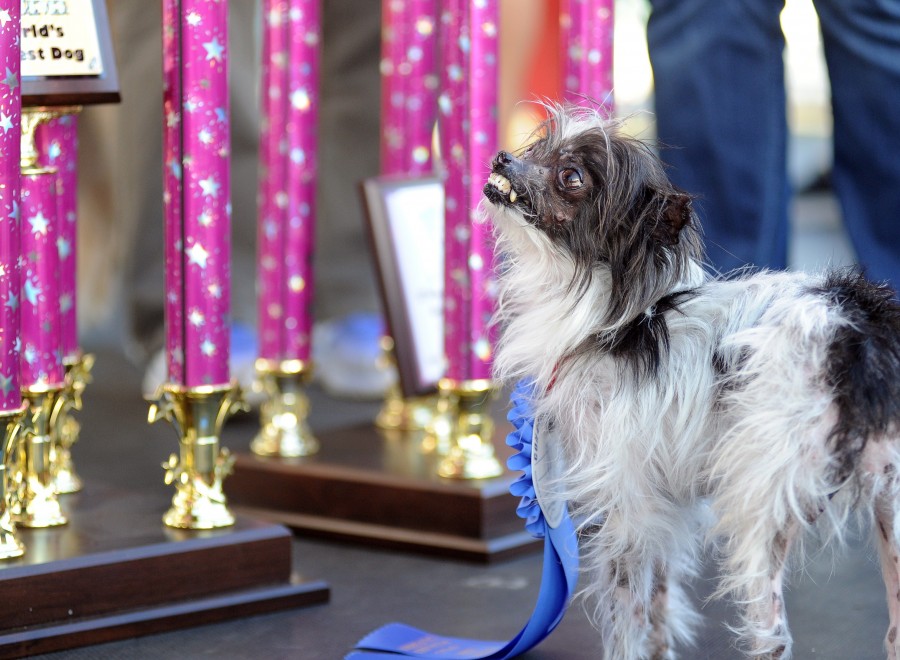 Ecco Peanut, &egrave; il cane pi&ugrave; brutto del mondo