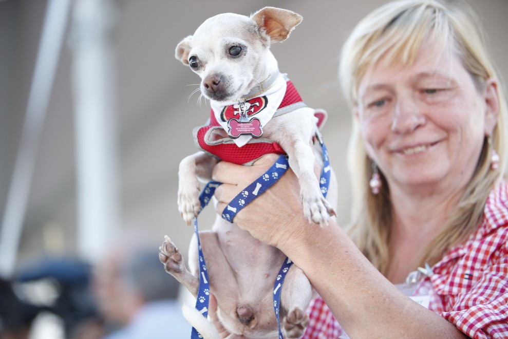 Ecco Peanut, &egrave; il cane pi&ugrave; brutto del mondo