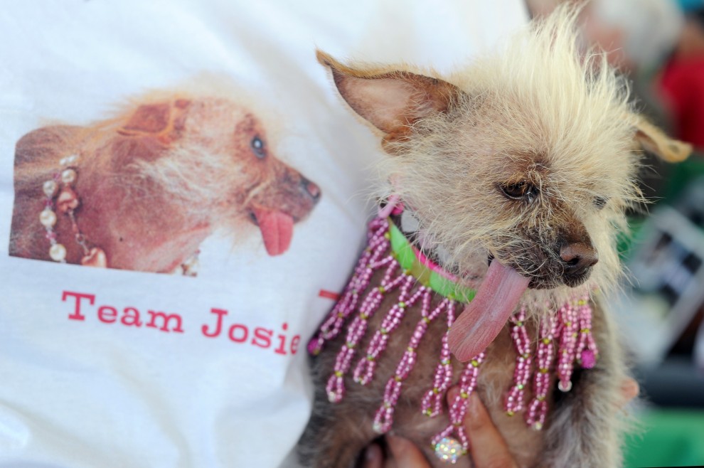 Ecco Peanut, &egrave; il cane pi&ugrave; brutto del mondo