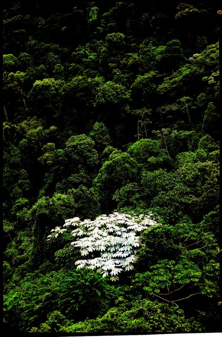 Non solo calcio. L'altro Brasile: viaggio in Amazzonia