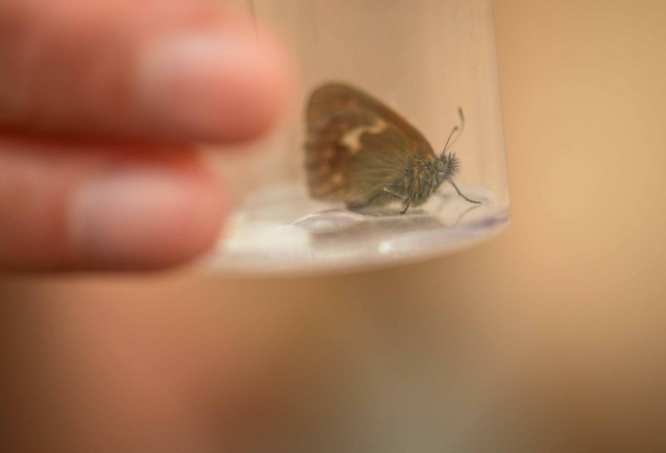 Gb, ricompare la farfalla "scomparsa" cent'anni fa