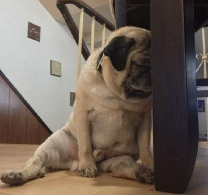 Quando i cani non resistono al sonno: ecco le pose pi&ugrave; strane