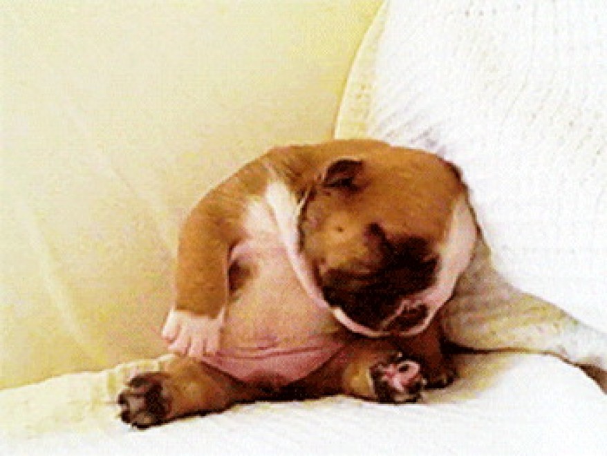 Quando i cani non resistono al sonno: ecco le pose pi&ugrave; strane