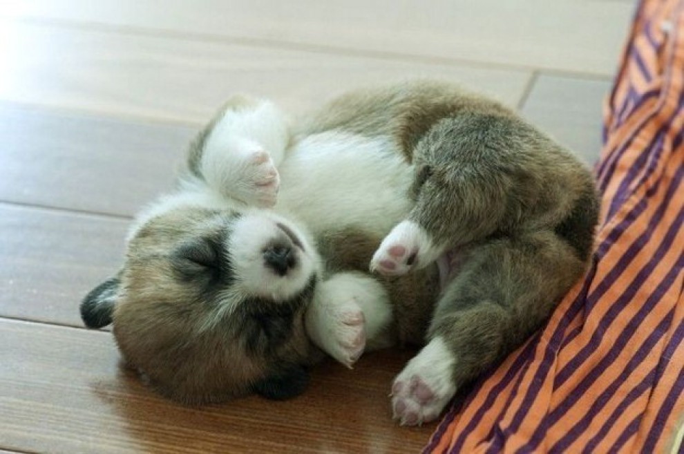 Quando i cani non resistono al sonno: ecco le pose pi&ugrave; strane