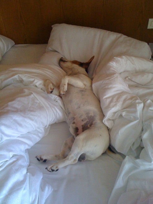 Quando i cani non resistono al sonno: ecco le pose pi&ugrave; strane