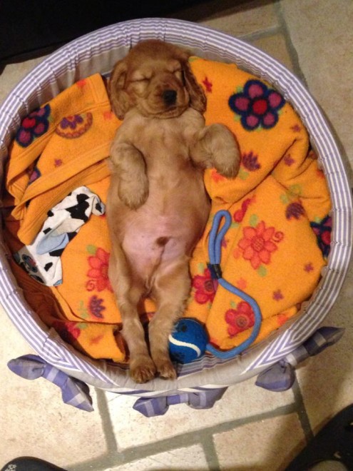 Quando i cani non resistono al sonno: ecco le pose pi&ugrave; strane