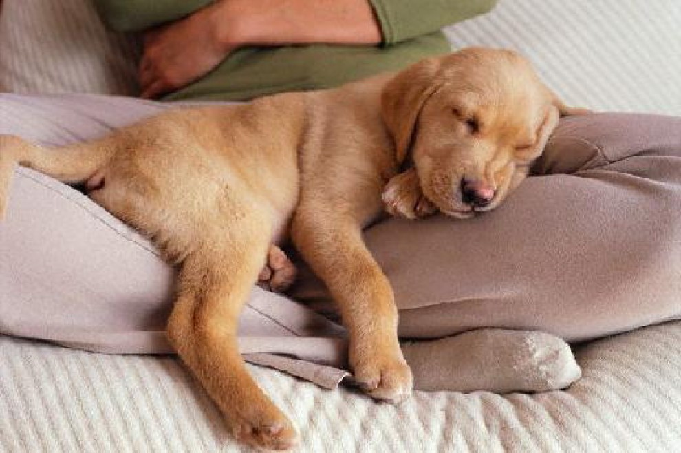 Quando i cani non resistono al sonno: ecco le pose pi&ugrave; strane