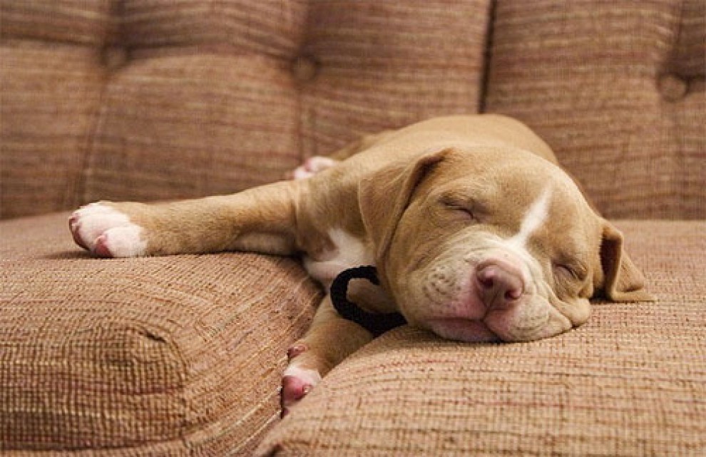 Quando i cani non resistono al sonno: ecco le pose pi&ugrave; strane