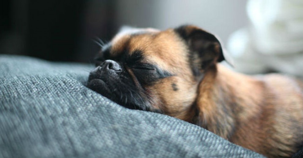 Quando i cani non resistono al sonno: ecco le pose pi&ugrave; strane