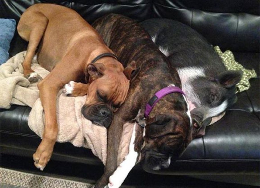 Quando i cani non resistono al sonno: ecco le pose pi&ugrave; strane