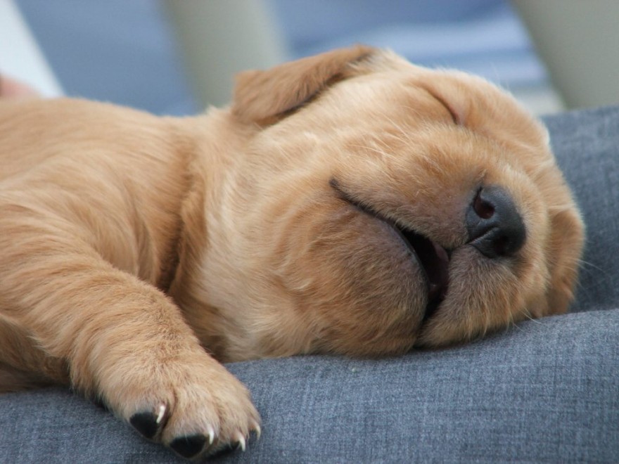 Quando i cani non resistono al sonno: ecco le pose pi&ugrave; strane