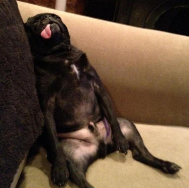 Quando i cani non resistono al sonno: ecco le pose pi&ugrave; strane