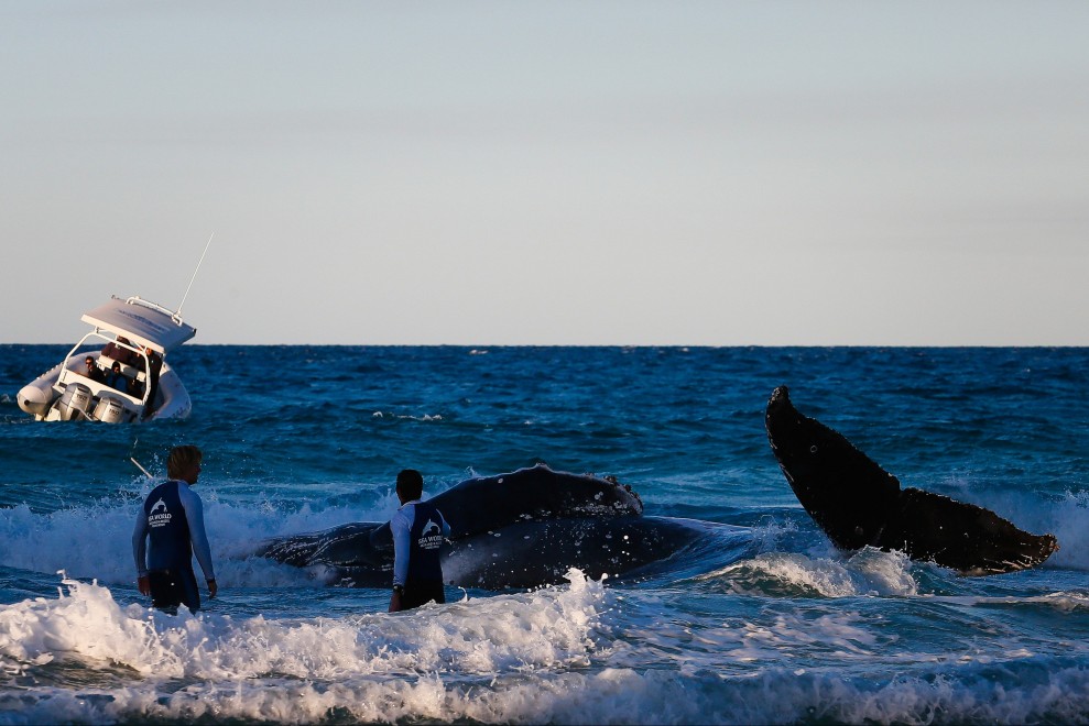 Australia, cucciolo di balena spiaggiato: la fotosequenza dei soccorsi