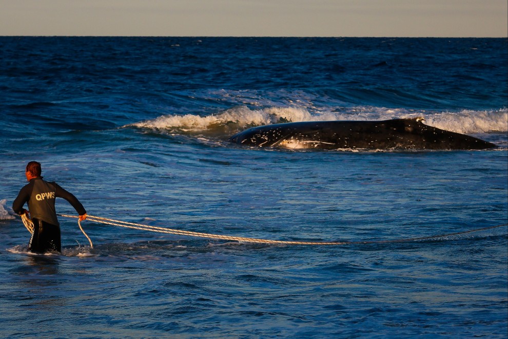 Australia, cucciolo di balena spiaggiato: la fotosequenza dei soccorsi