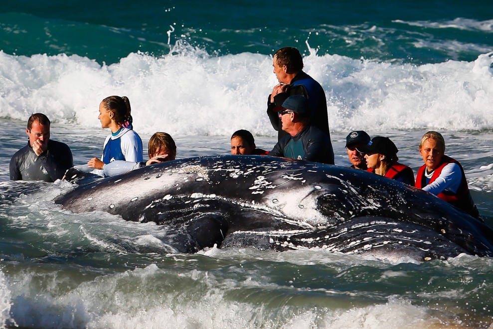 Australia, cucciolo di balena spiaggiato: la fotosequenza dei soccorsi