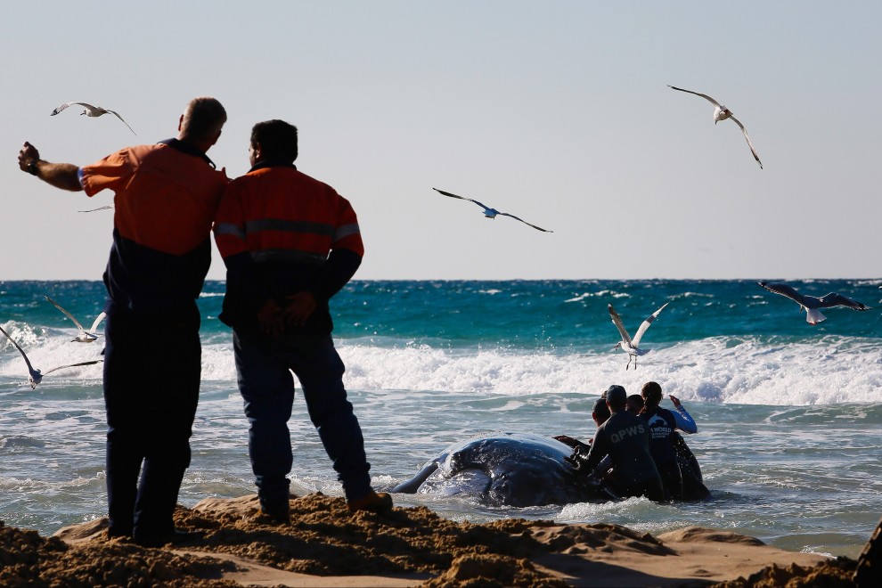 Australia, cucciolo di balena spiaggiato: la fotosequenza dei soccorsi