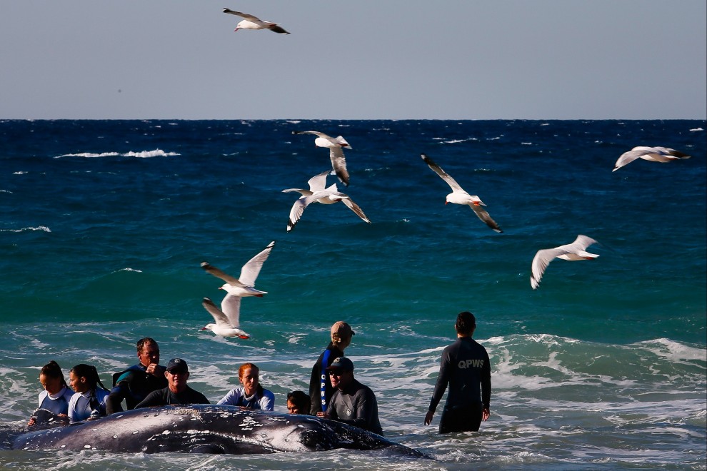 Australia, cucciolo di balena spiaggiato: la fotosequenza dei soccorsi