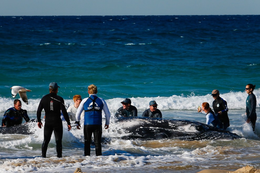 Australia, cucciolo di balena spiaggiato: la fotosequenza dei soccorsi