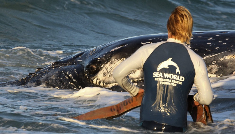 Australia, cucciolo di balena spiaggiato: la fotosequenza dei soccorsi