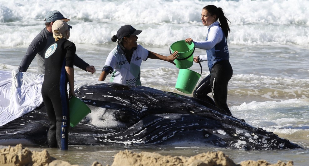Australia, cucciolo di balena spiaggiato: la fotosequenza dei soccorsi