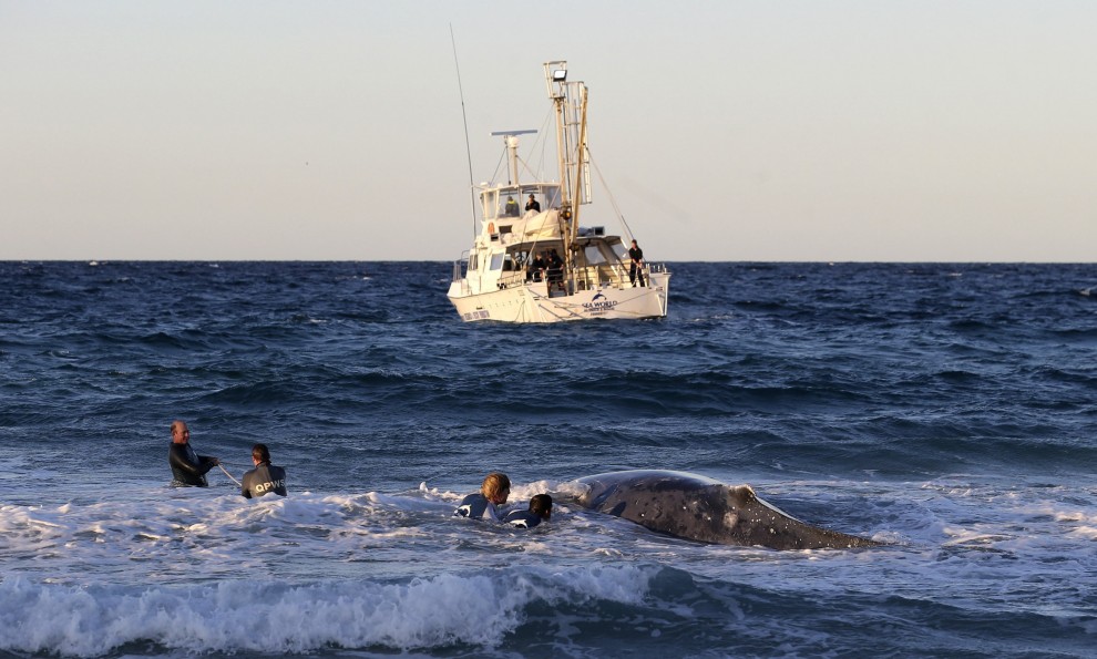 Australia, cucciolo di balena spiaggiato: la fotosequenza dei soccorsi