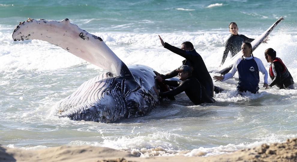 Australia, cucciolo di balena spiaggiato: la fotosequenza dei soccorsi