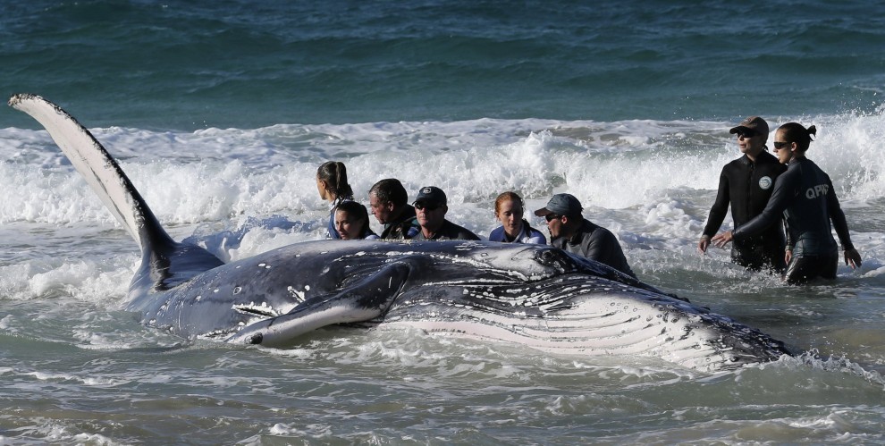 Australia, cucciolo di balena spiaggiato: la fotosequenza dei soccorsi